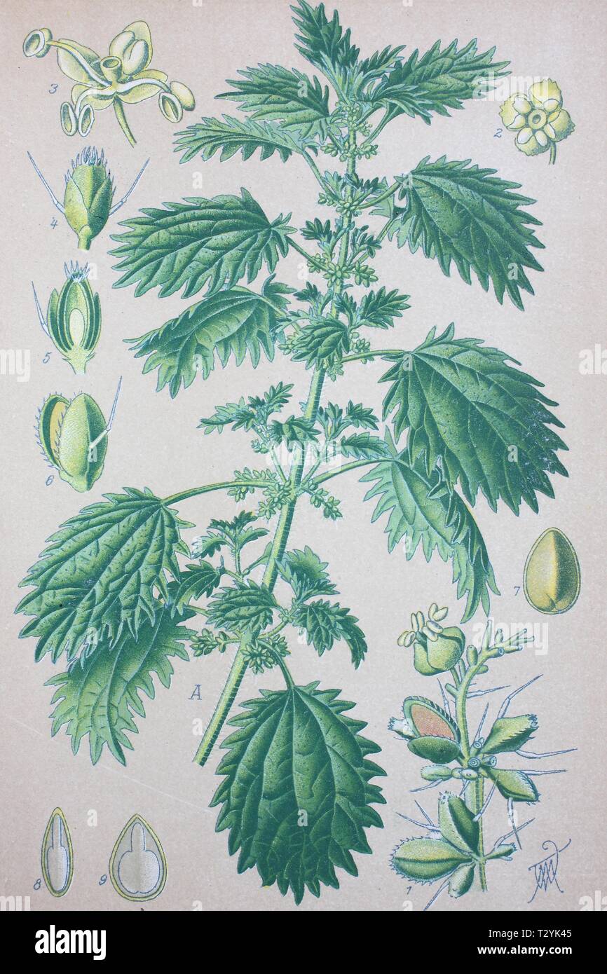 Annual nettle (Urtica urens), historical illustration from 1885, Germany Stock Photo