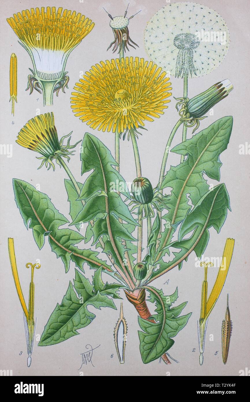 Common dandelion (Taraxacum officinale), historical illustration from 1885, Germany Stock Photo