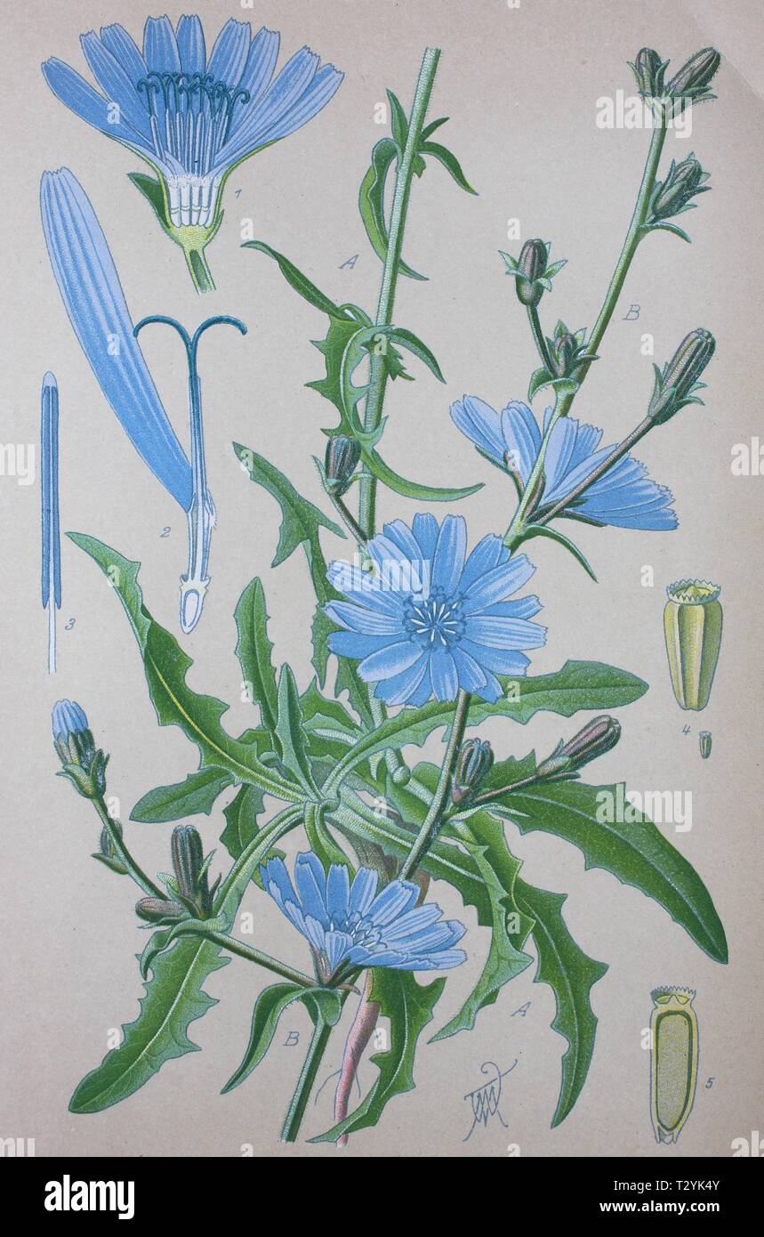 Common chicory (Cichorium intybus), historical illustration from 1885, Germany Stock Photo