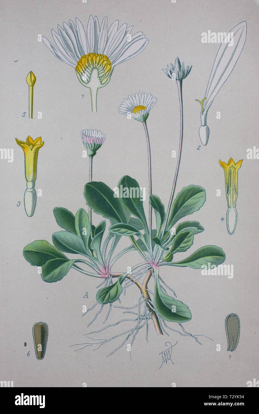 Common daisy (Bellis perennis), historical illustration from 1885, Germany Stock Photo