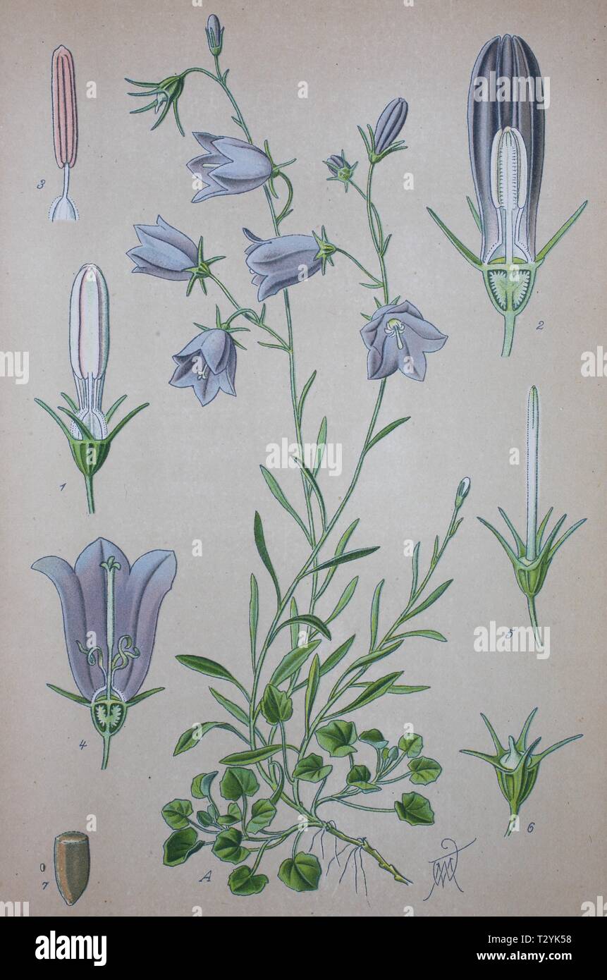 Harebell (Campanula rotundifolia), historical illustration from 1885, Germany Stock Photo