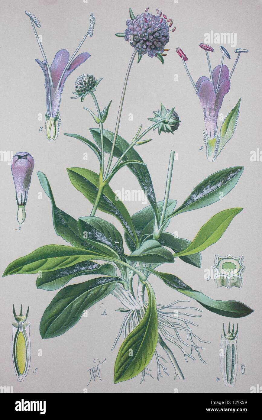 Devil's-bit scabious (Succisa pratensis), historical illustration from 1885, Germany Stock Photo
