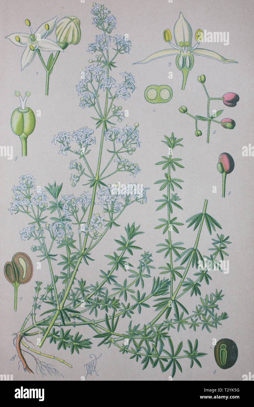 False baby's breath (Galium mollugo), historical illustration from 1885