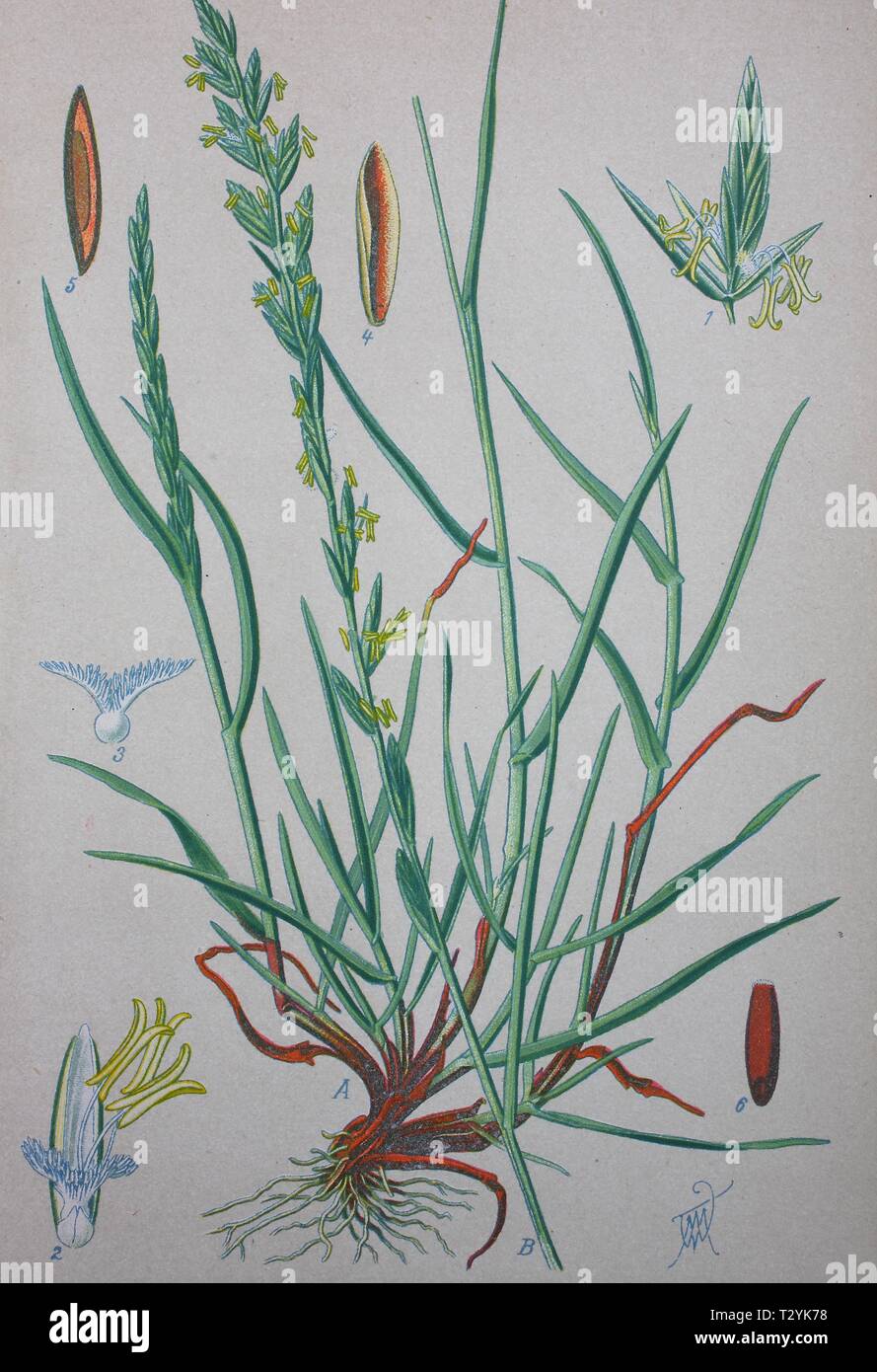 Perennial ryegrass (Lolium perenne), historical illustration from 1885, Germany Stock Photo