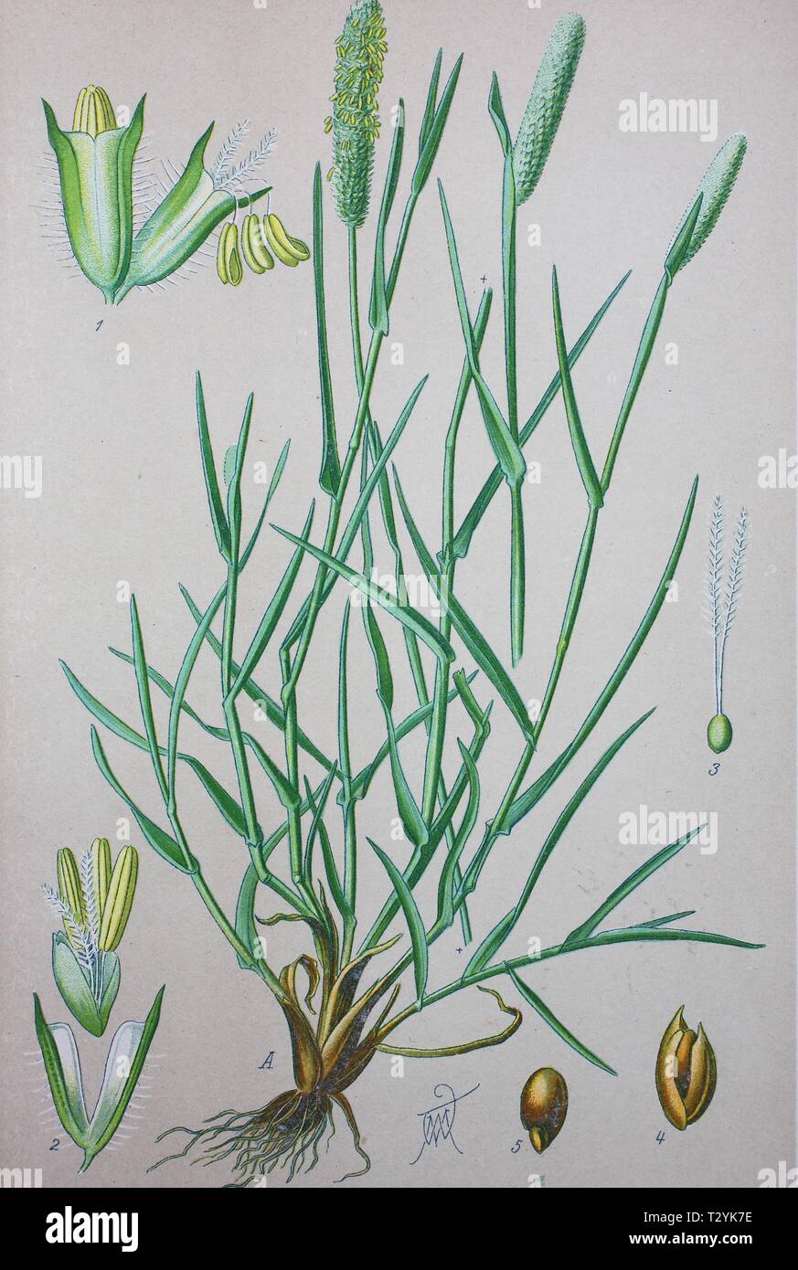 Timothy-grass (Phleum pratense), historical illustration from 1885, Germany Stock Photo