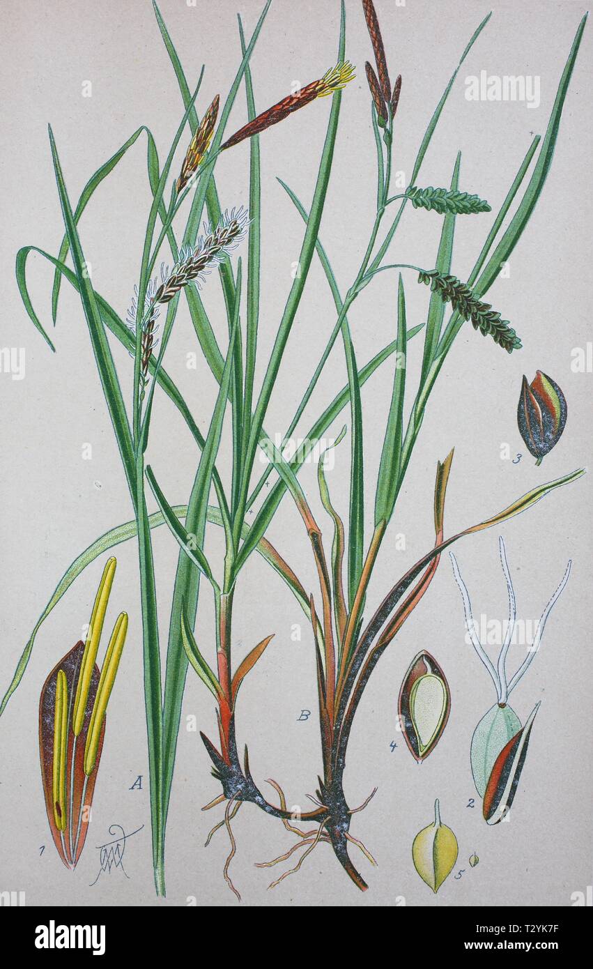 Blue sedge (Carex flacca), historical illustration from 1885, Germany Stock Photo