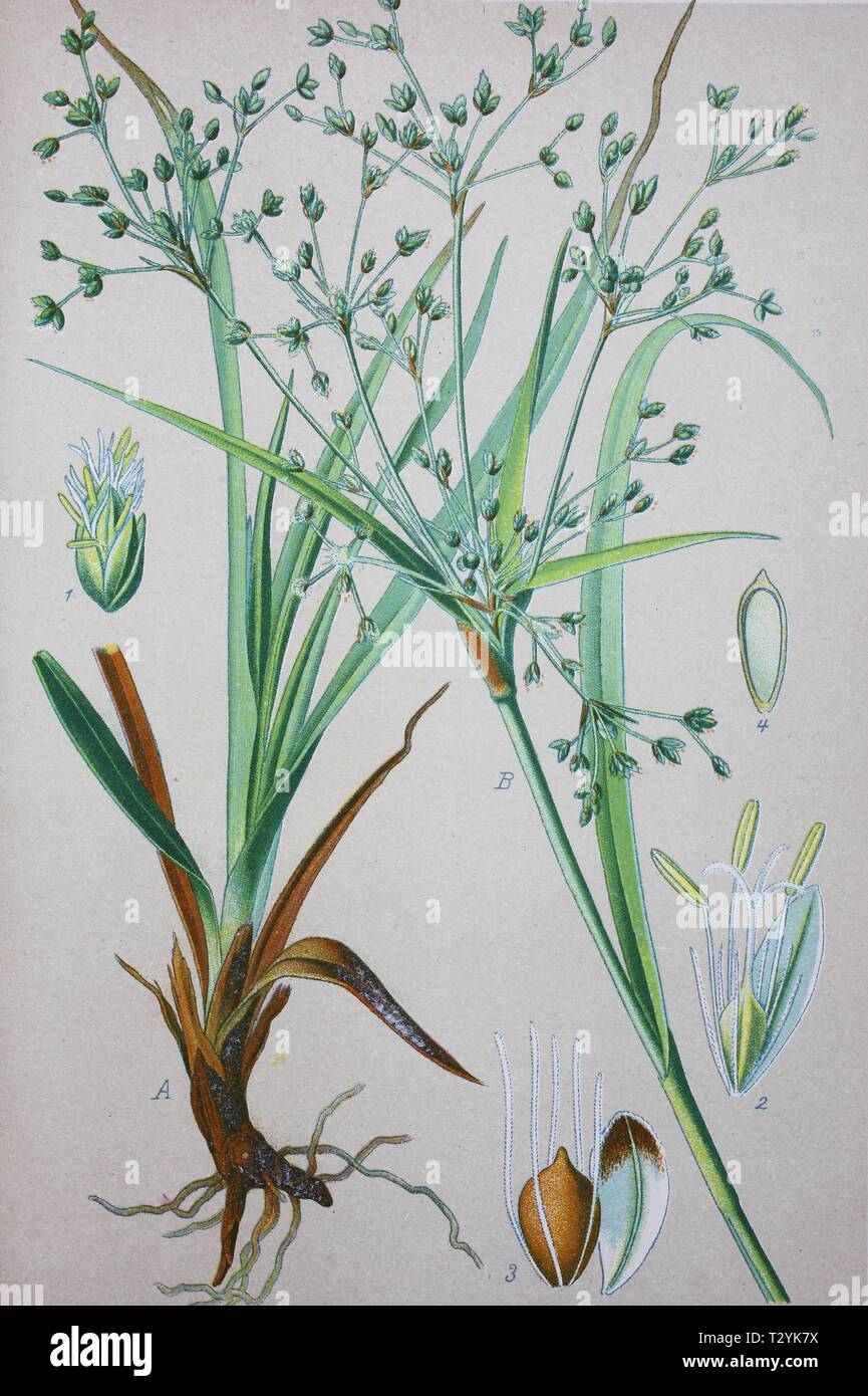Wood Club-rush (Scirpus sylvaticus), historical illustration from 1885, Germany Stock Photo