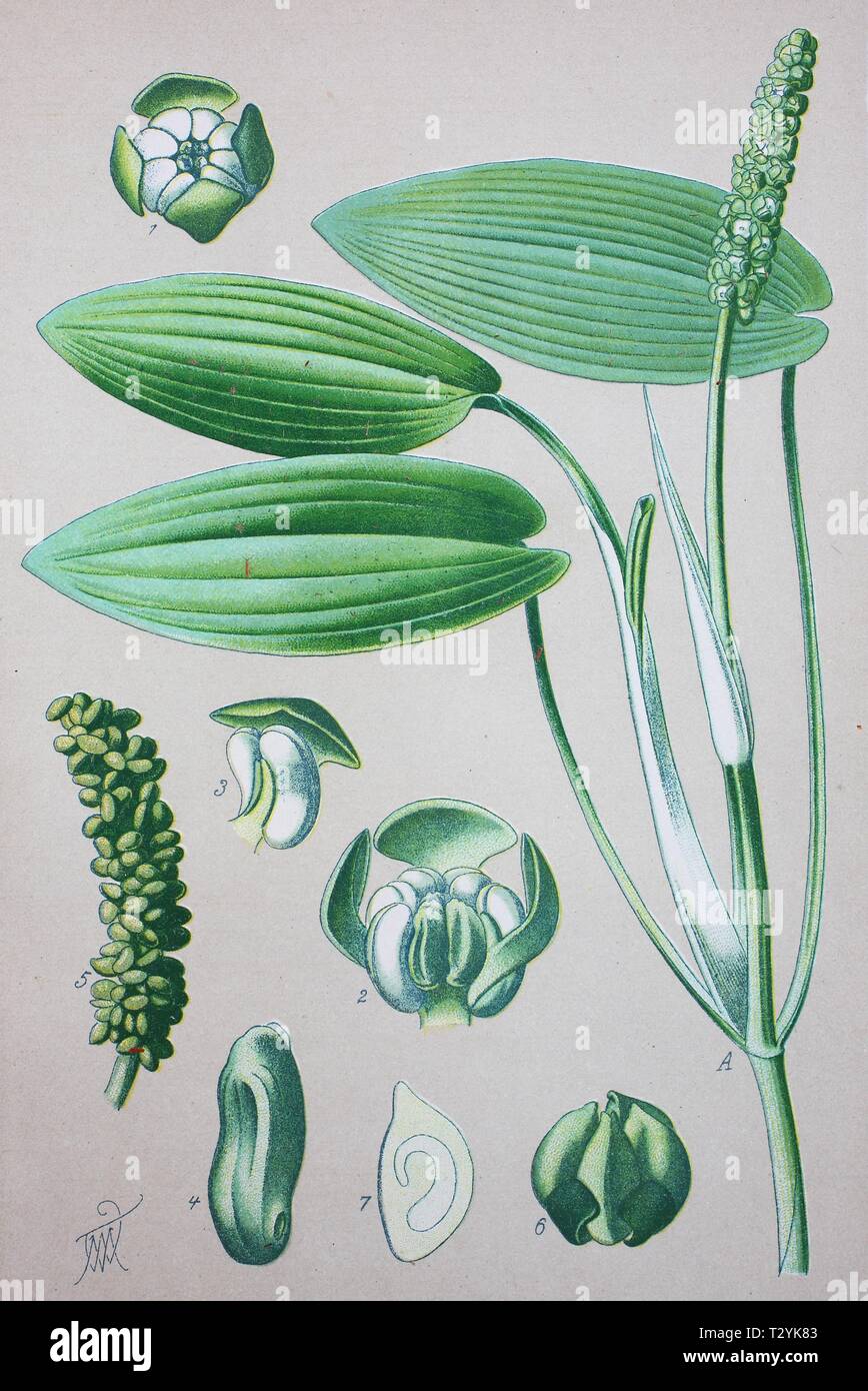 Broad-leaved Pondweed (Potamogeton natans), historical illustration from 1885, Germany Stock Photo