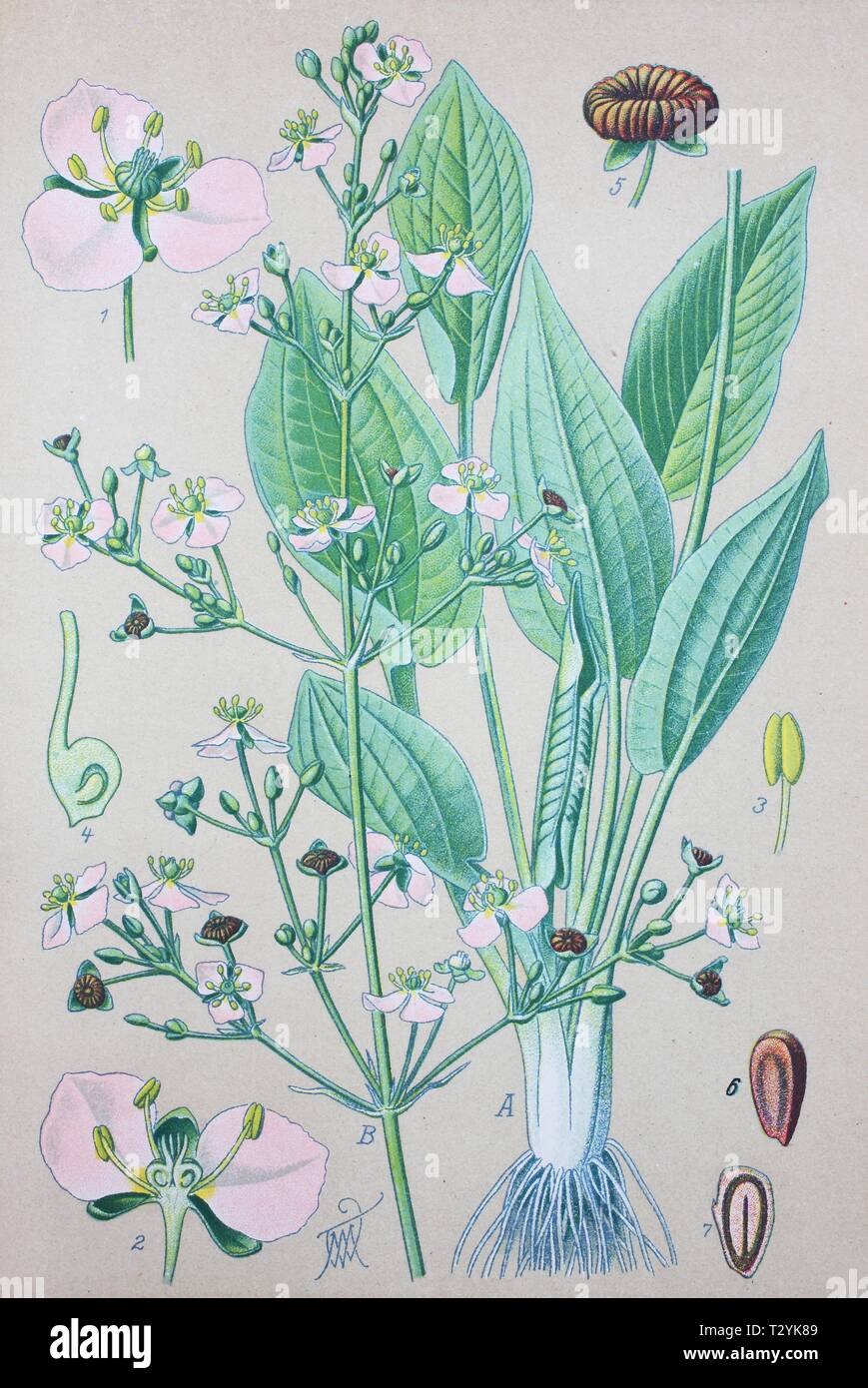 European water-plantain (Alisma plantago-aquatica), historical illustration from 1885, Germany Stock Photo
