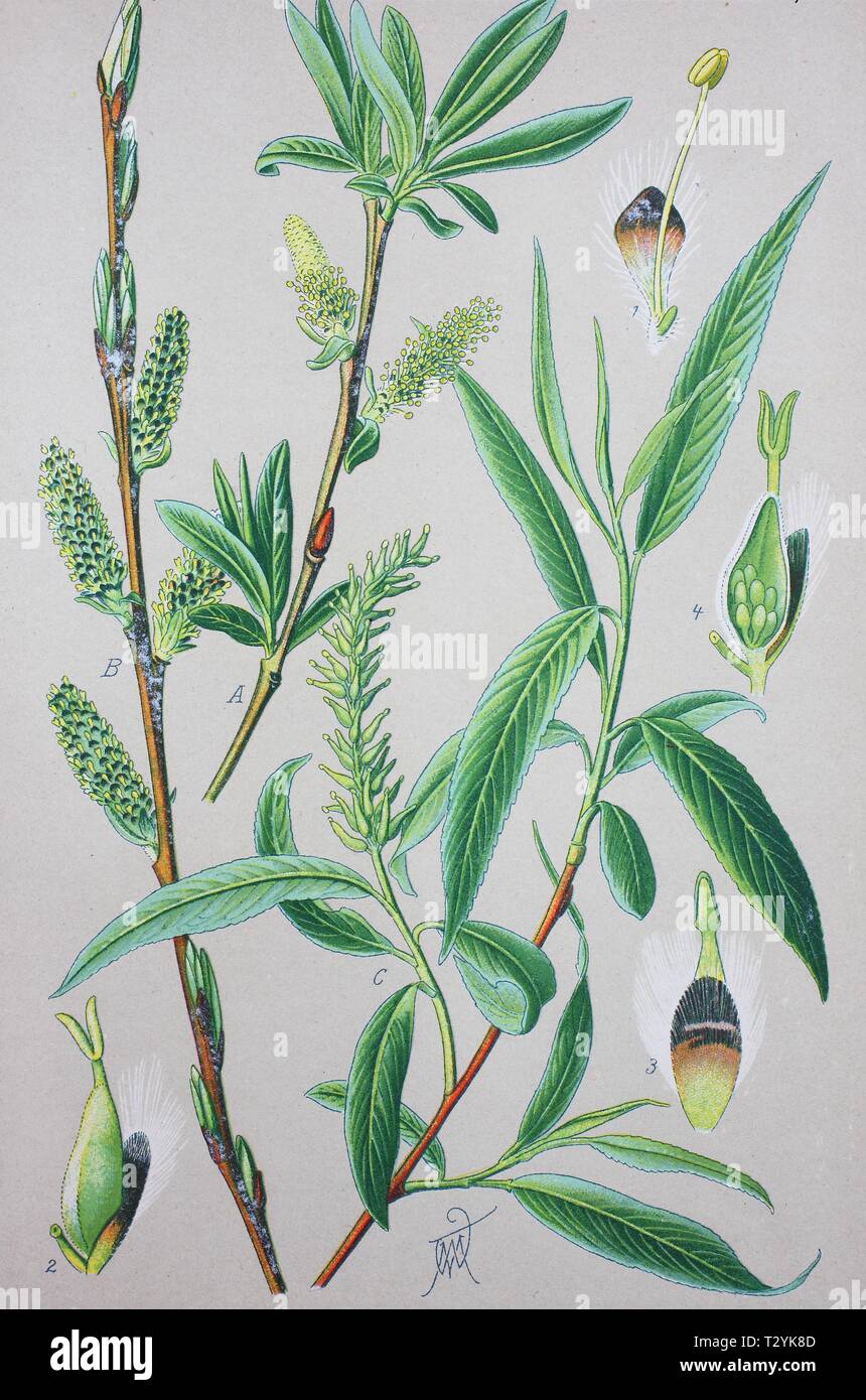 Purple willow (Salix purpurea), historical illustration from 1885, Germany Stock Photo