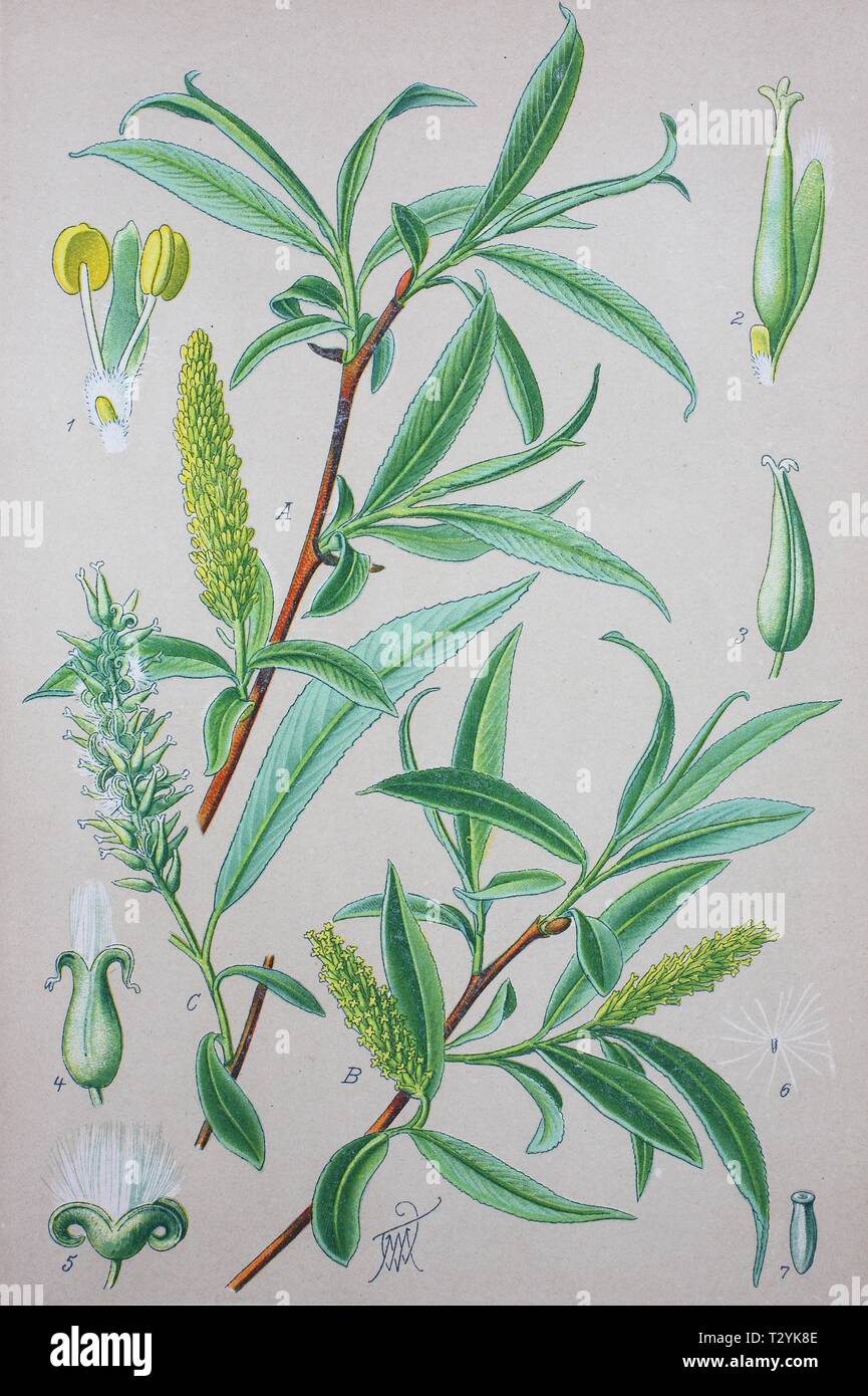 Crack willow (Salix fragilis), historical illustration from 1885, Germany Stock Photo