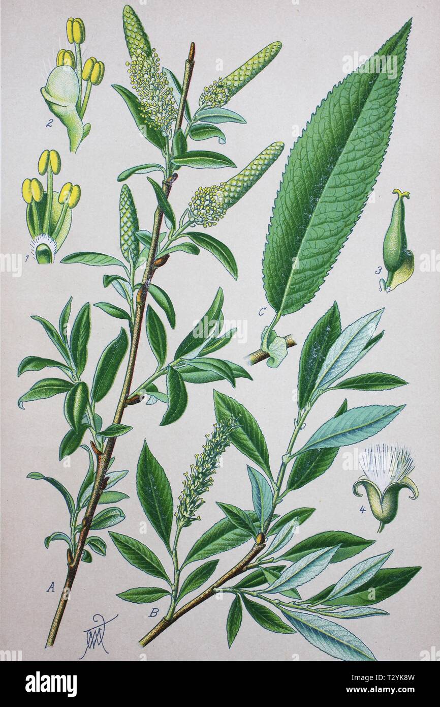 Weide (Salix amygdaloides), historical illustration from 1885, Germany Stock Photo