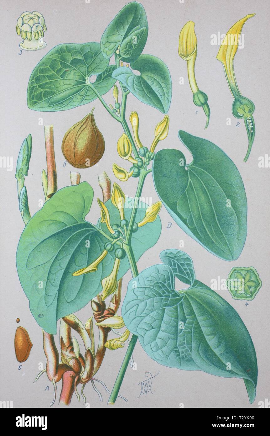 European Birthwort (Aristolochia clematitis), historical illustration from 1885, Germany Stock Photo