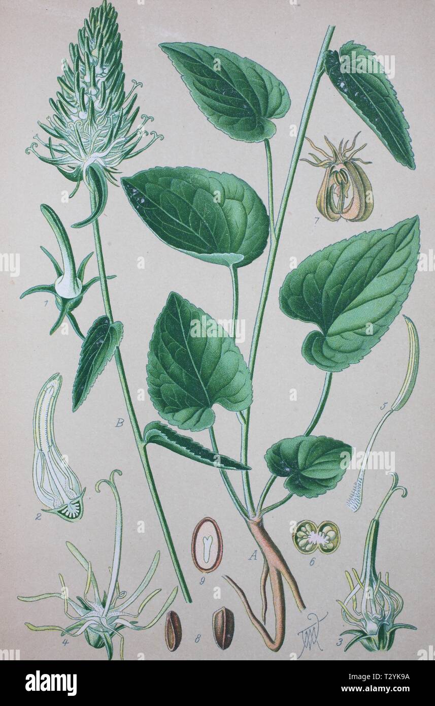 Spiked rampion (Phyteuma spicatum), historical illustration from 1885, Germany Stock Photo