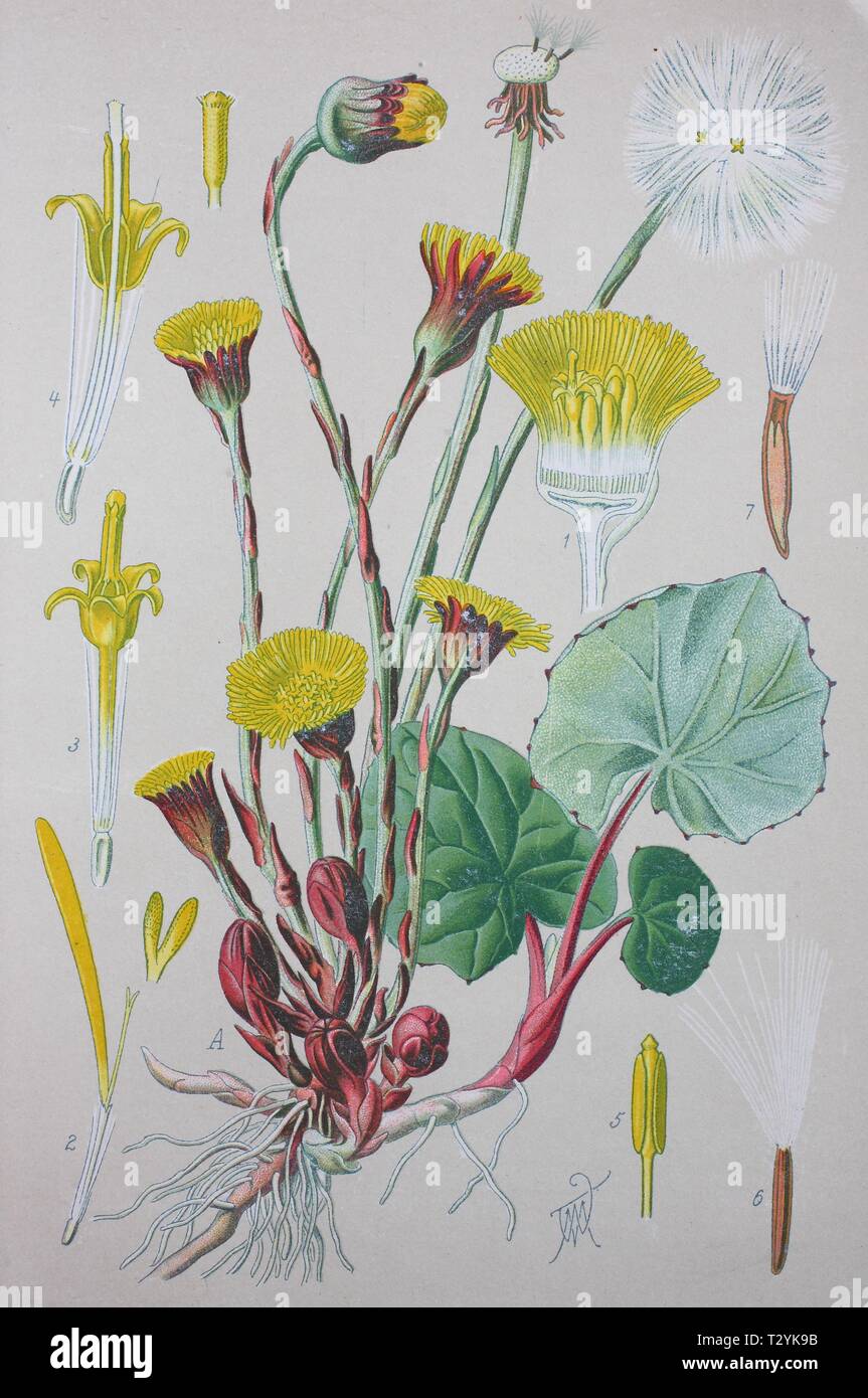 Coltsfoot (Tussilago farfara), historical illustration from 1885, Germany Stock Photo