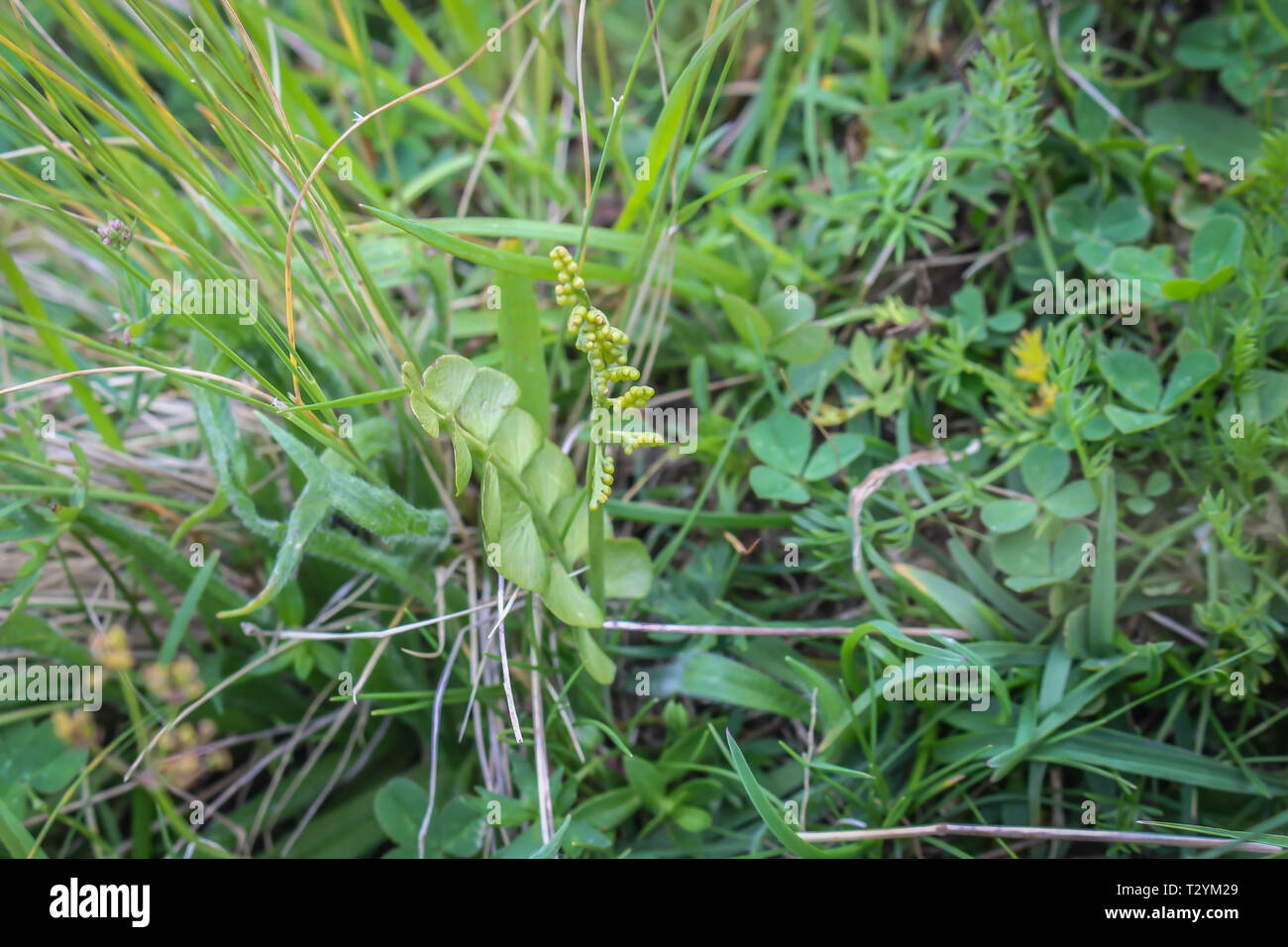 Single small moonwort- latin name Botrychium lunaria on the Ostrovicë mountain in Albania Stock Photo