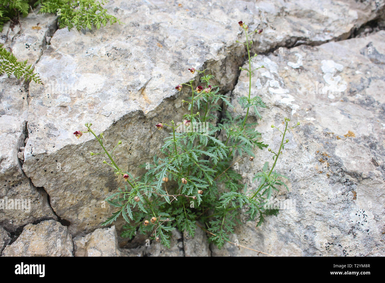 High altitude mountain species of Scorphularia in the rocky crevices on the Ostrovice mountain ridge in Albania Stock Photo