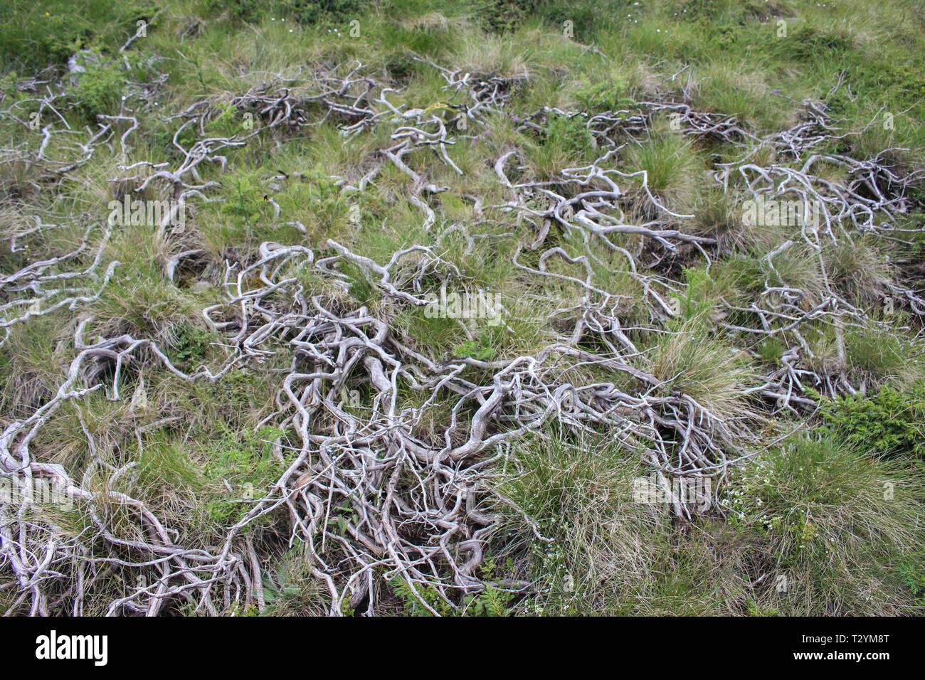 Dead leafless white branches of Juniperus nana (Juniperus sibirica) after conflagration on the Ostrovice (Ostrovicë) mountain in south-eastern Albania Stock Photo