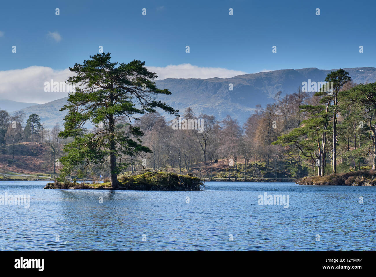 Lone tree on an island in Tarn Hows, near Hawkshead, Lake District, Cumbria Stock Photo