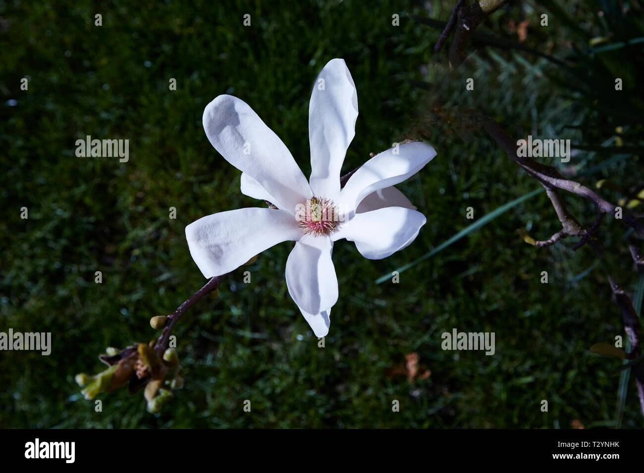 A White Camelia flower set against a hedge. Stock Photo