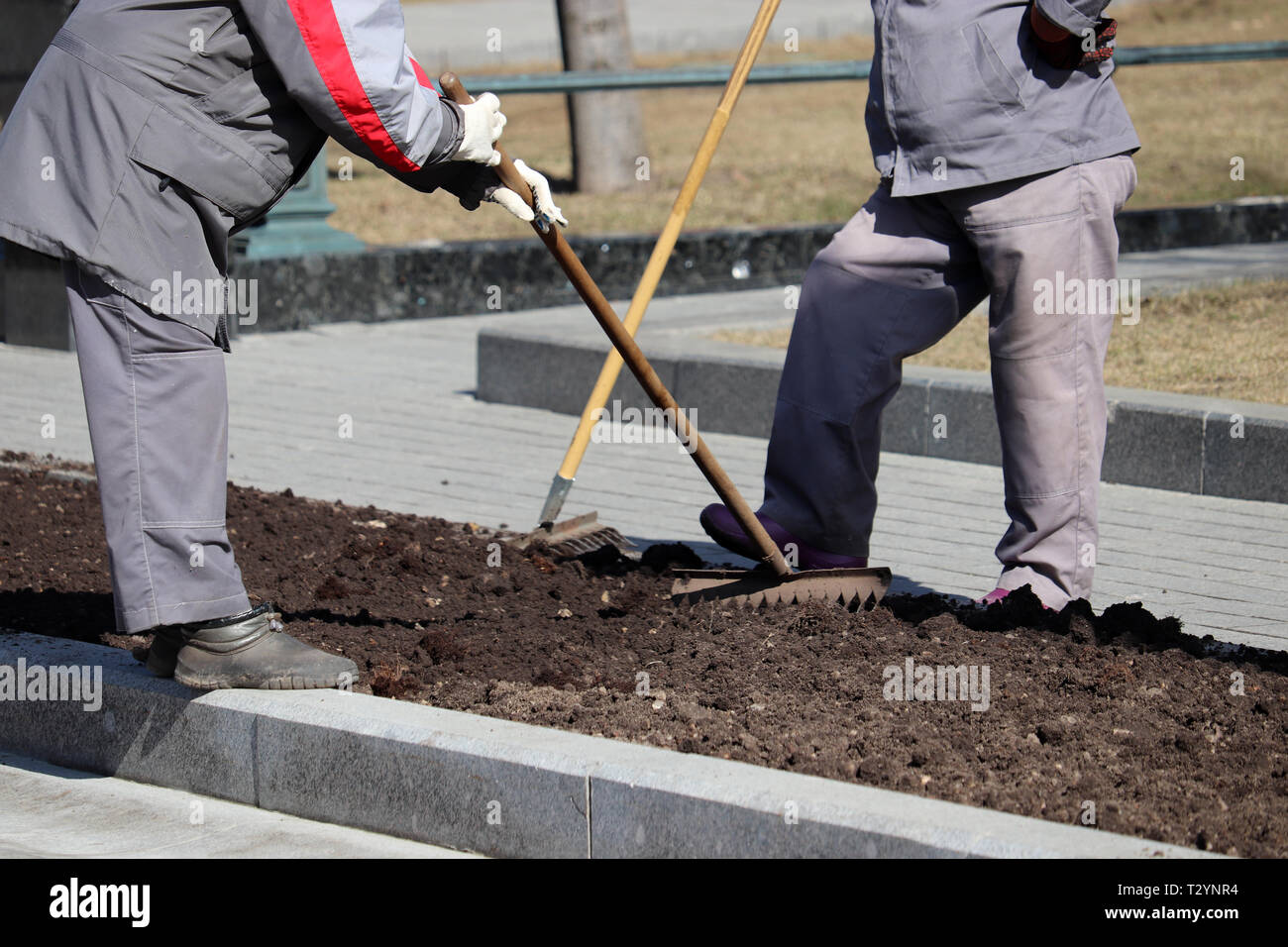 Workers of the municipal service prepare ground for the flower garden. Women gardeners with rakes loosen the soil, improvement city park in spring Stock Photo