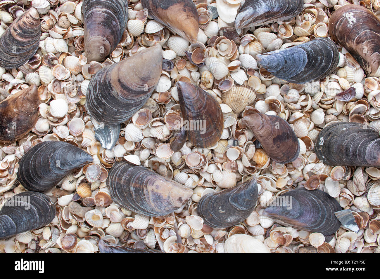 Seashells of different colors. Mollusk shells. Seashell background. Texture of the shells. Stock Photo
