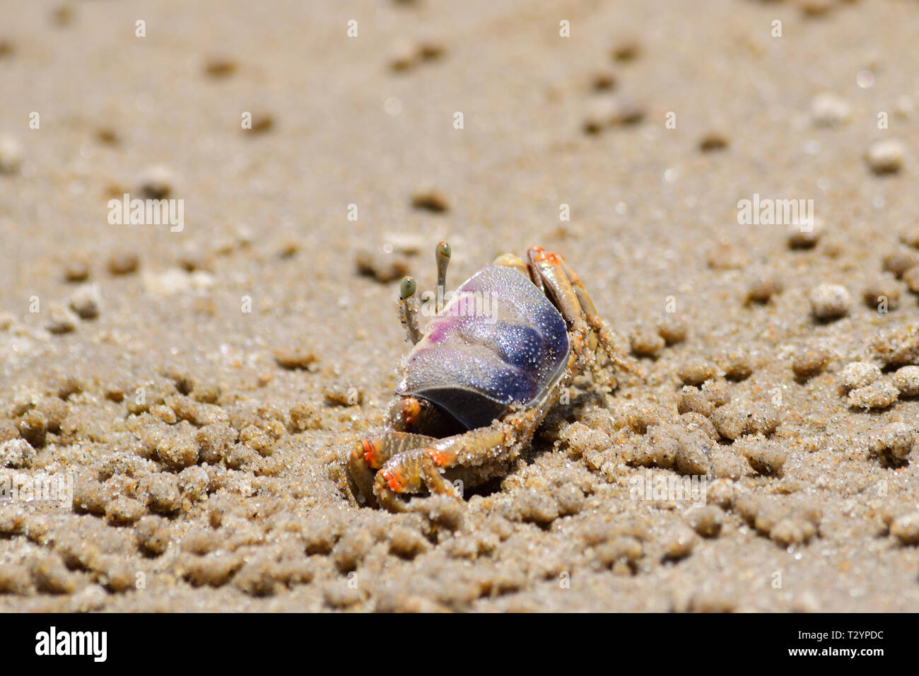 crabs on beach Stock Photo