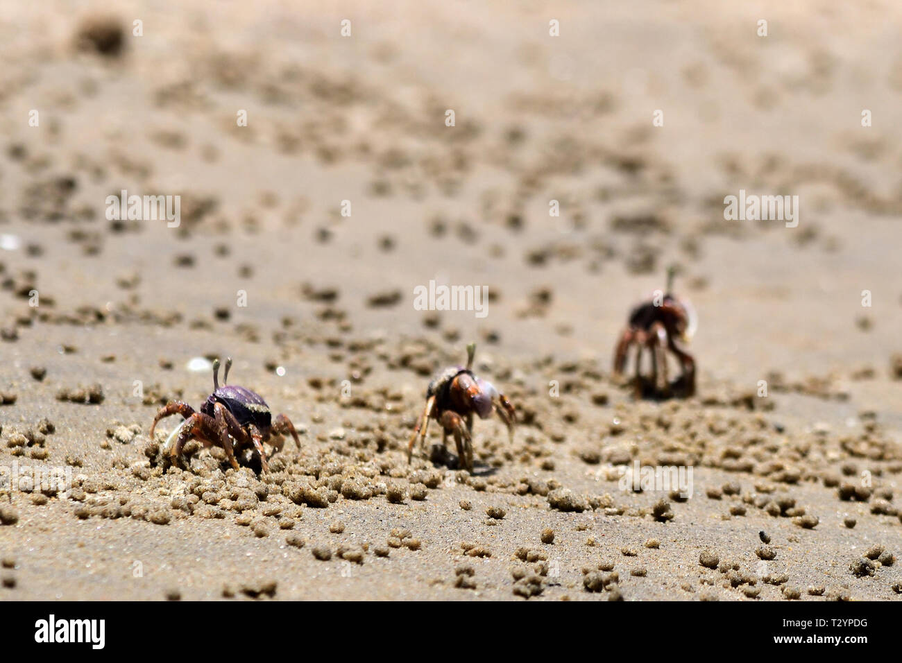crabs on beach Stock Photo