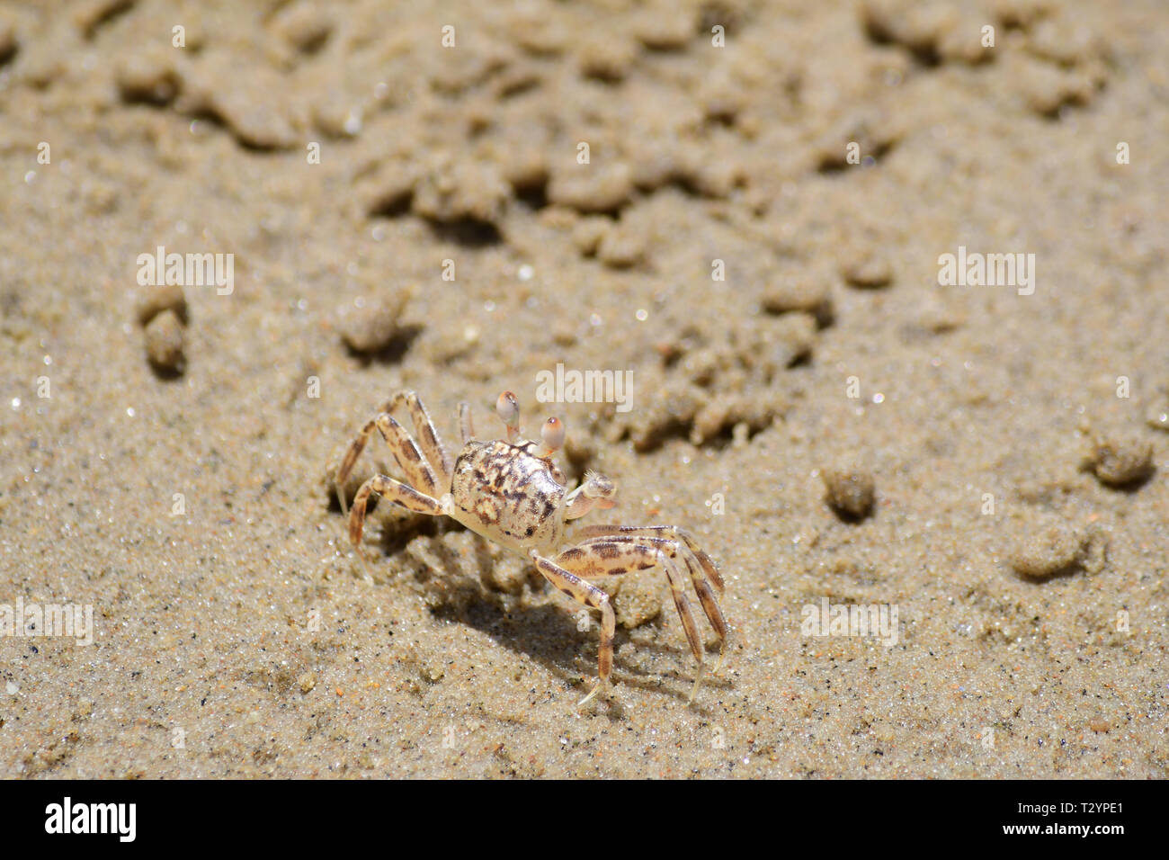 crabs on beach Stock Photo