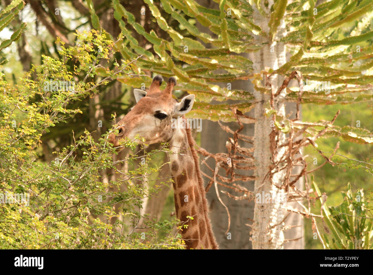 Giraffe browsing in wildlife park in Angola Stock Photo