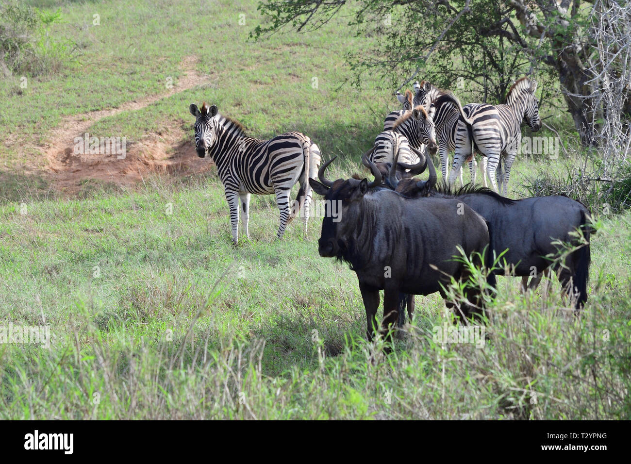 wildebeest and Zebra in Angola National Park Stock Photo