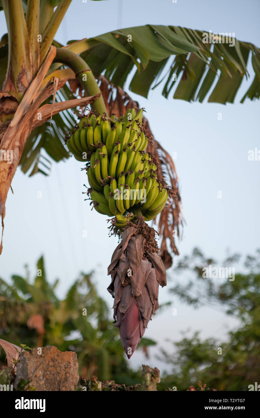 Banana Tree in Santa Clara Cuba Stock Photo
