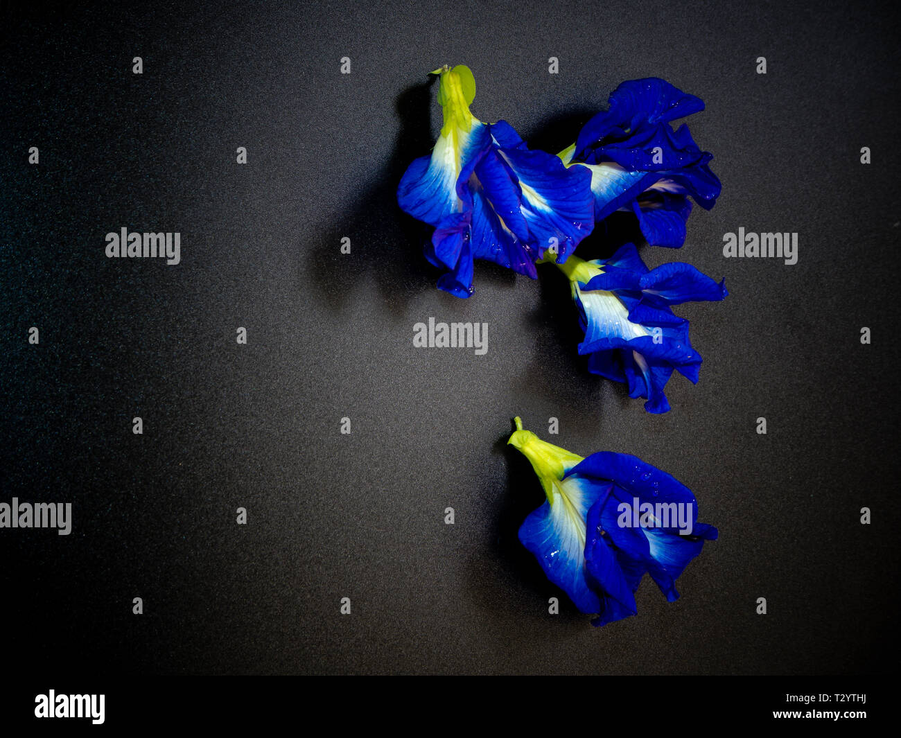 Blue color petal of Butterfly Pea flower Stock Photo Alamy