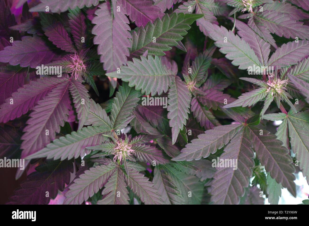 Marijuana plants (cannabis sativa indica hybrids) display bud growth as