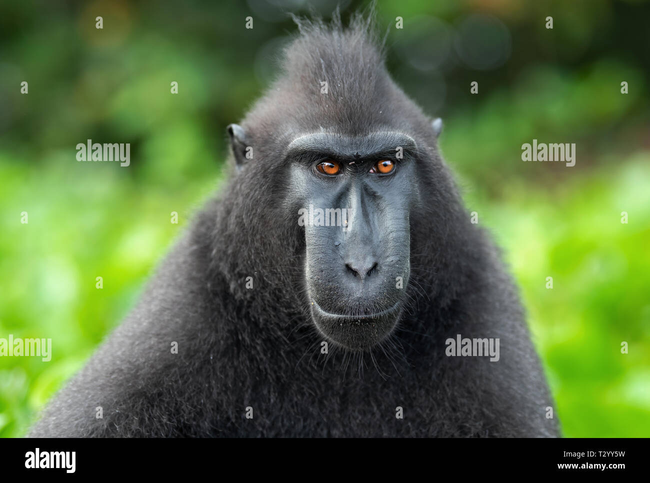 The Celebes crested macaque . Close up portrait, front view. Crested black macaque, Sulawesi crested macaque, or the black ape.  Natural habitat. Sula Stock Photo