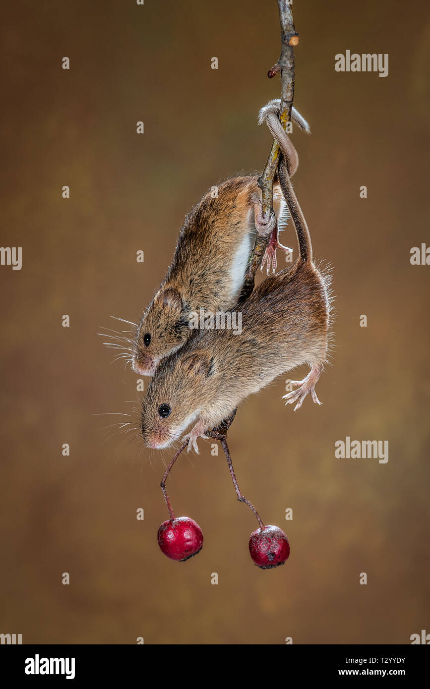 A pair of harvest mice jostle on a branch for position to get the red berries Stock Photo