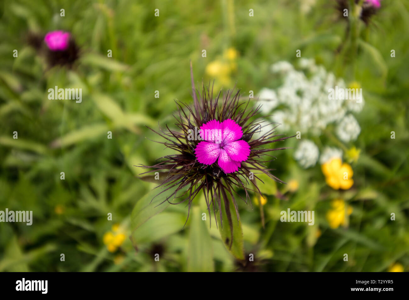 Sweet William in the mountains Stock Photo