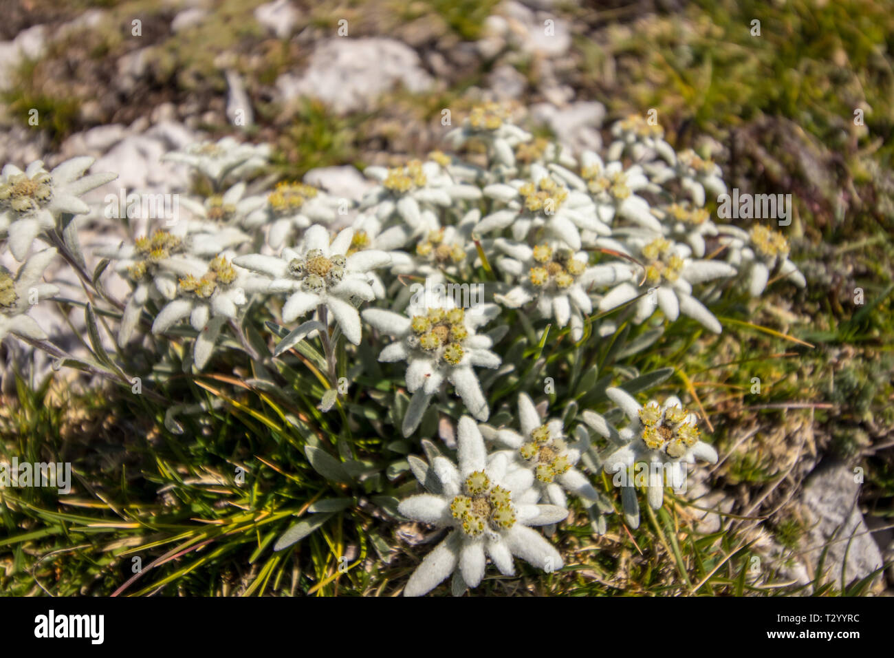 A bouquet of Edelweiss Stock Photo