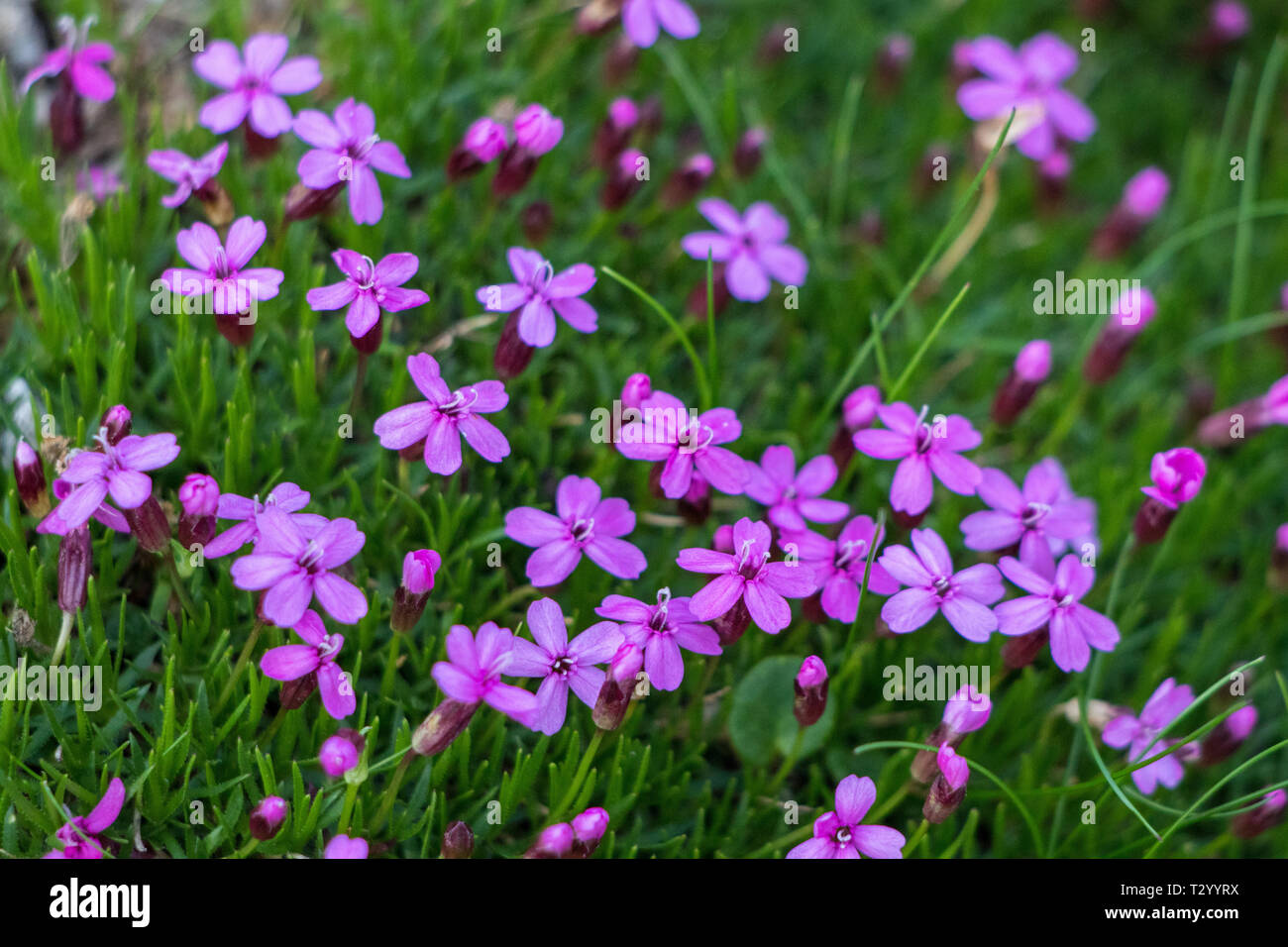 Moss campion in the mountains Stock Photo