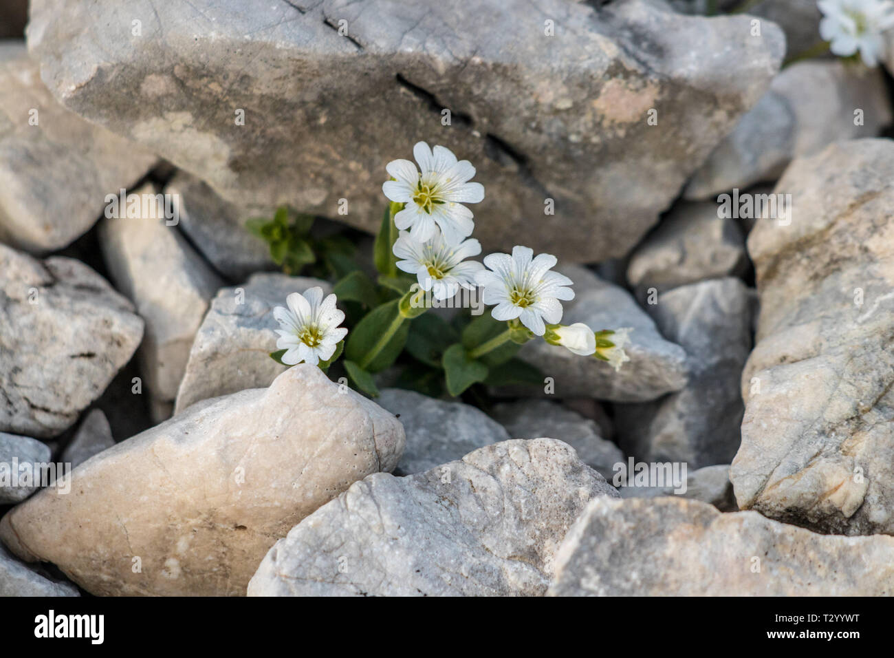 Cerastium carinthiacum in the mountains Stock Photo