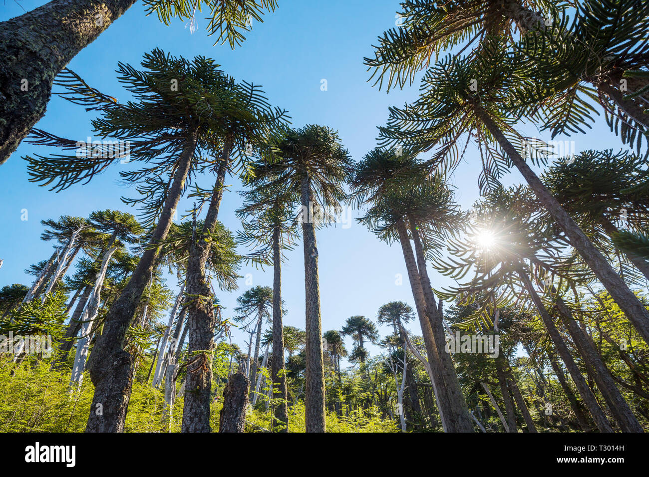 Unusual Araucaria (Araucaria araucana) trees in Andes mountains, Chile ...