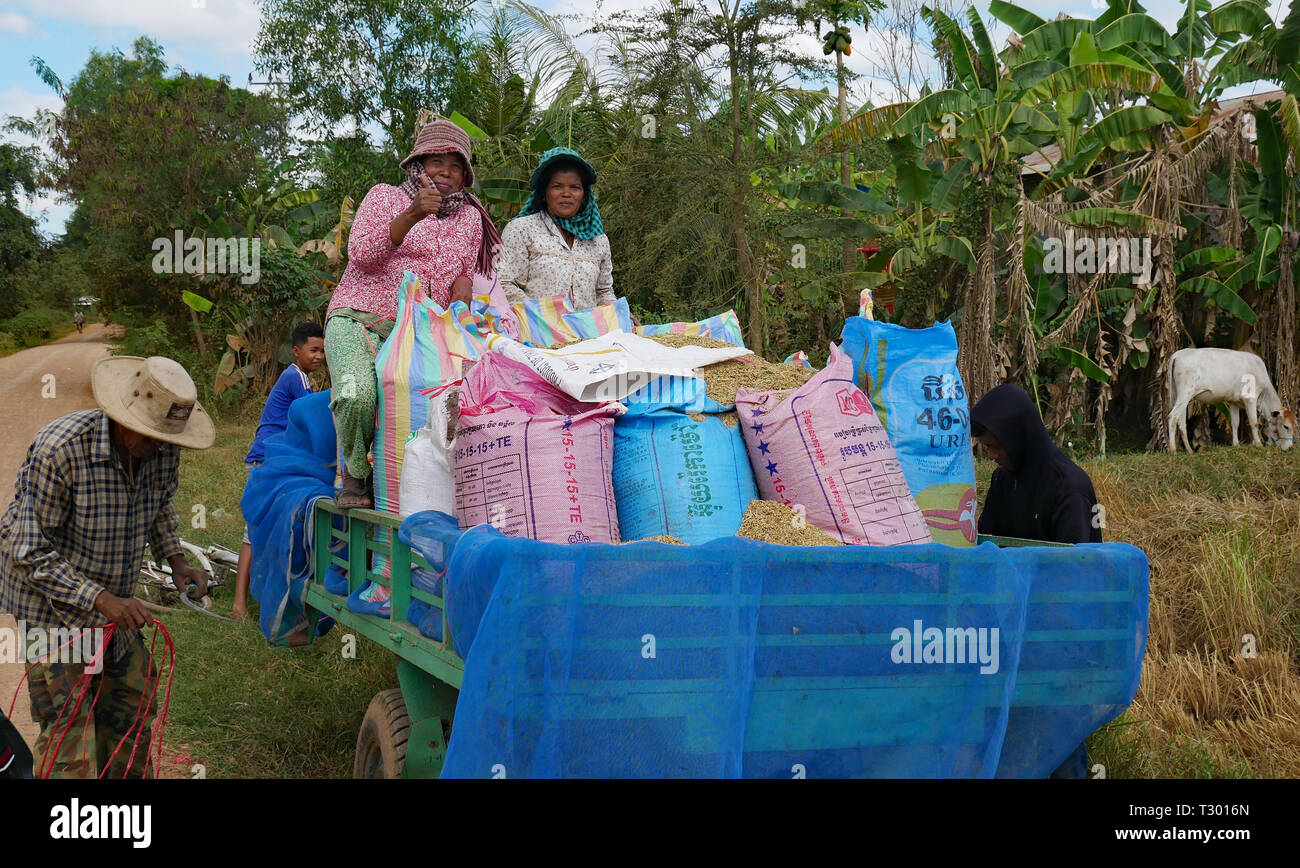 Battambang, Cambodia. 10-12-2018. A Khmer family loading the rice harvest onto a trailer in rural Cambodia. Stock Photo