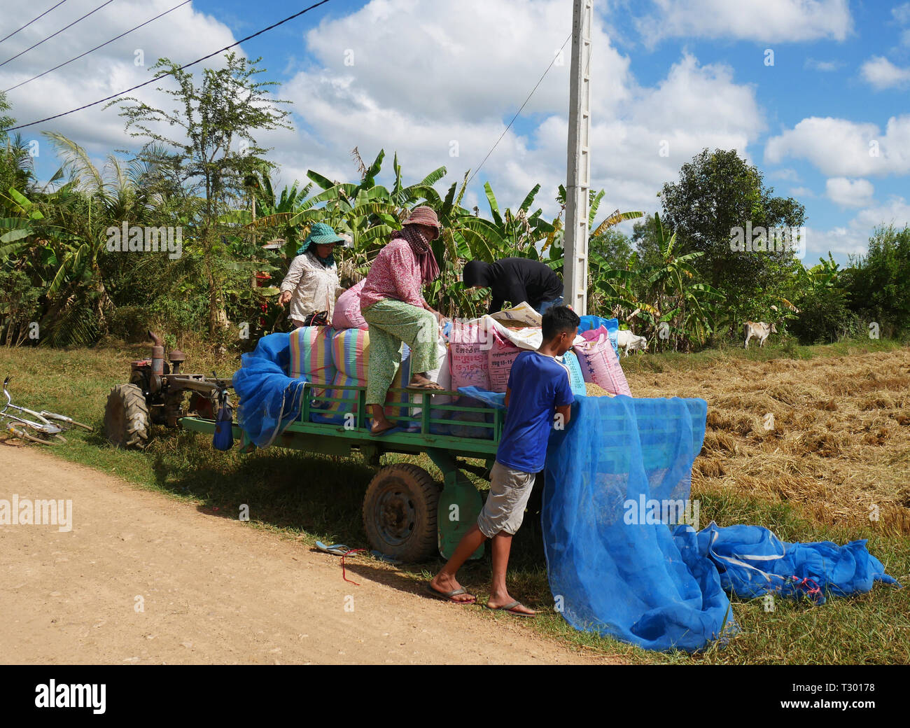 Battambang, Cambodia. 10-12-2018. A Khmer family in rural Cambodia, loading the rice harvest onto a trailer. Stock Photo