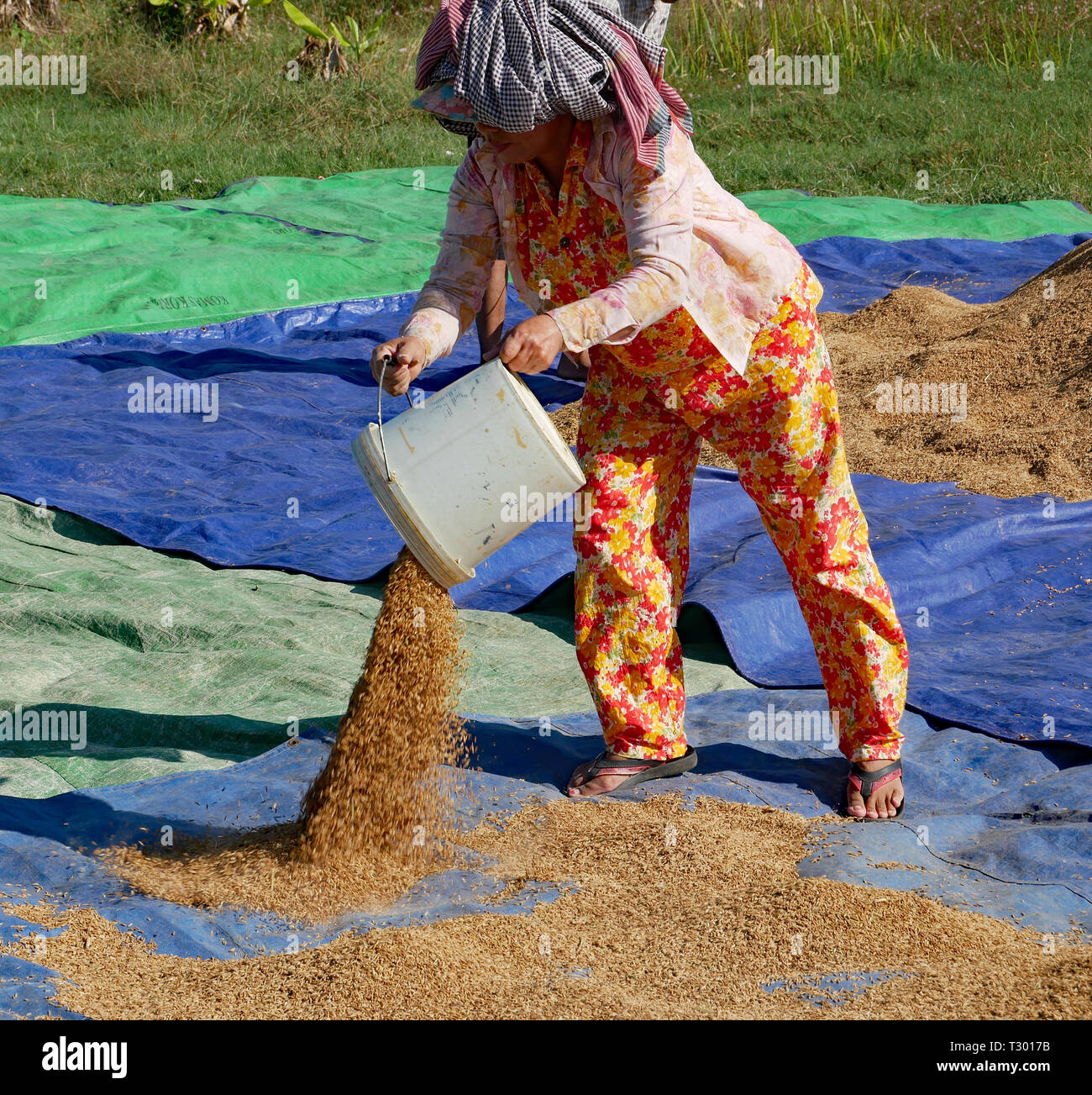 Drying out rice hires stock photography and images Alamy