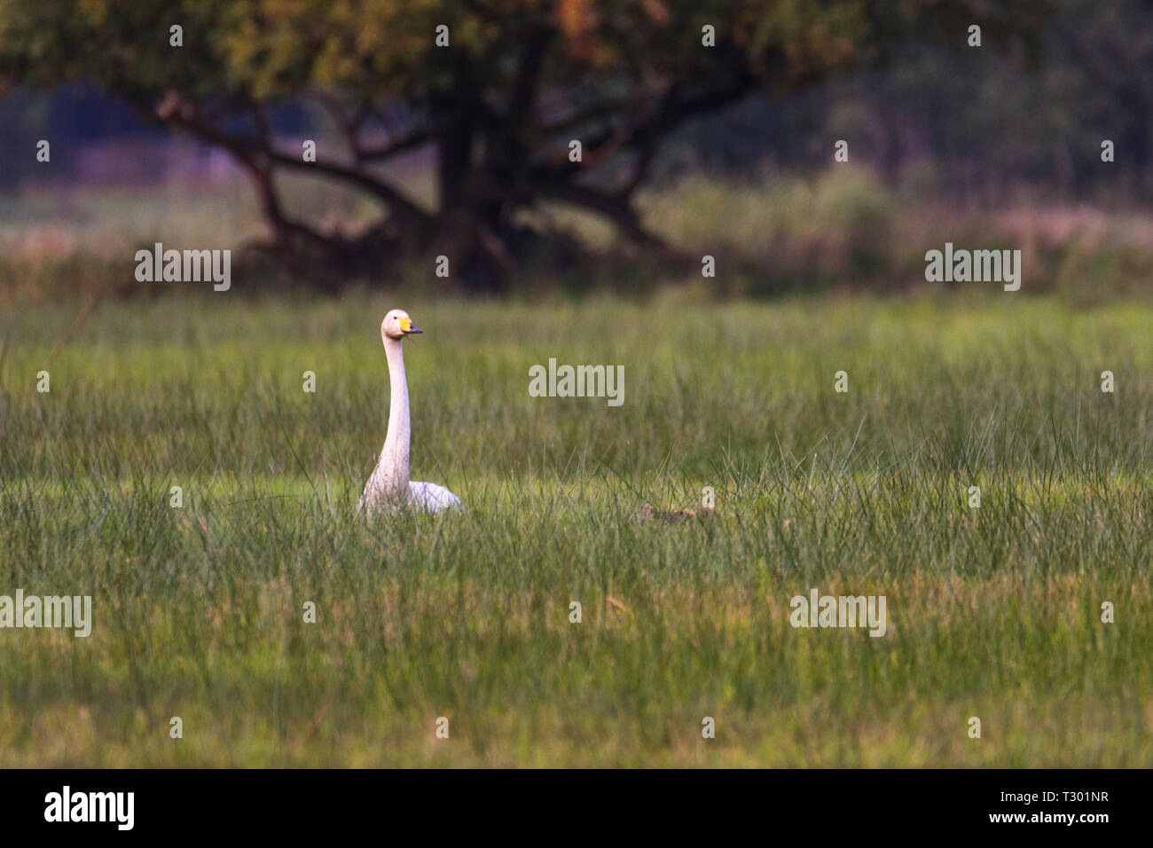 whooper swan , Cygnus cygnus sitting on a field Stock Photo