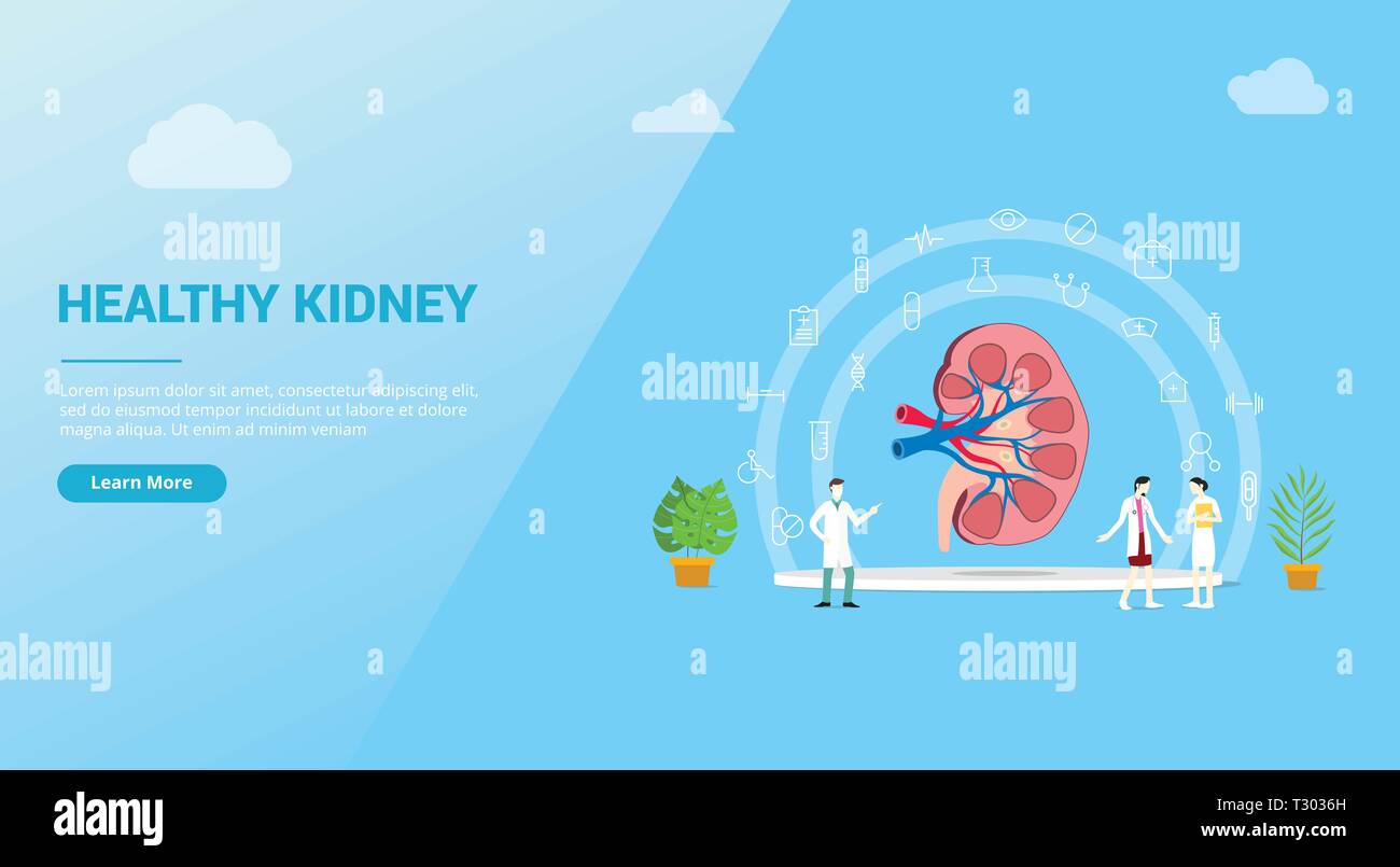 kidneys or kidney healthcare concept for website template banner design