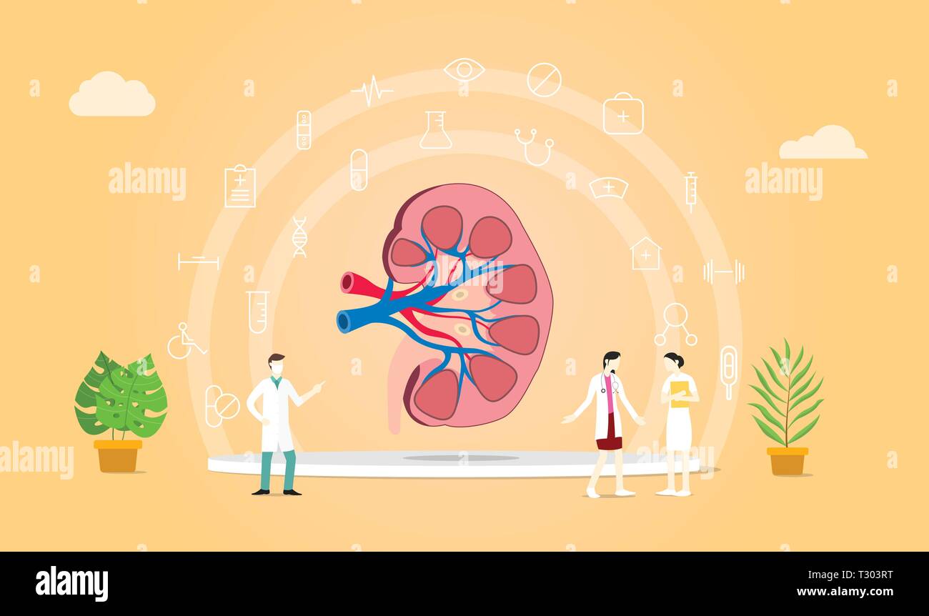 Kidney character vector vectors hi-res stock photography and images - Alamy