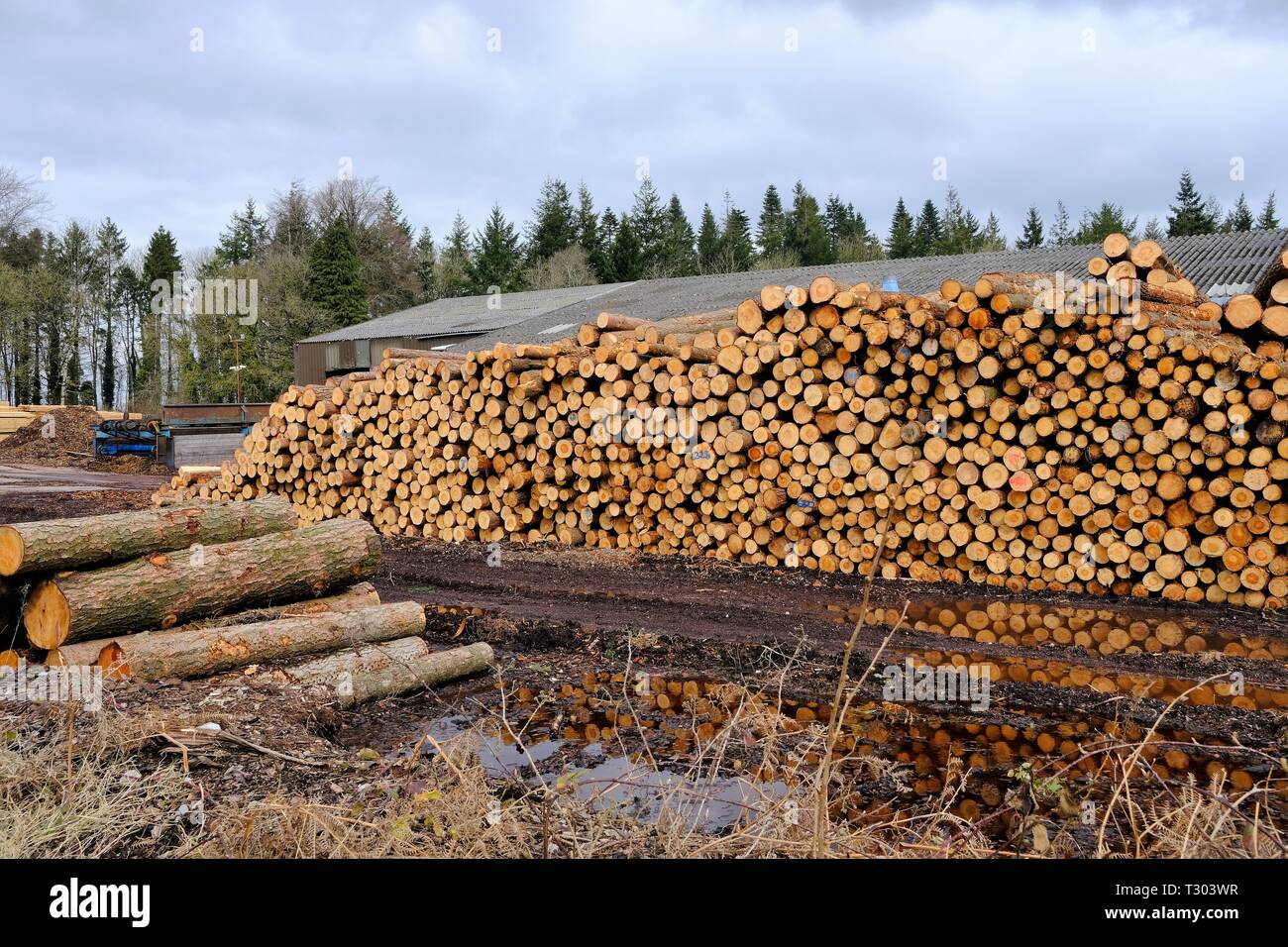 Woodyard, Lumber, Commercial, Forestry, Sustainable, Natural, Cord Wood, Ecology, Sawn Timber, Biofuel, Trees, Logging, Business, Rustic. Stock Photo