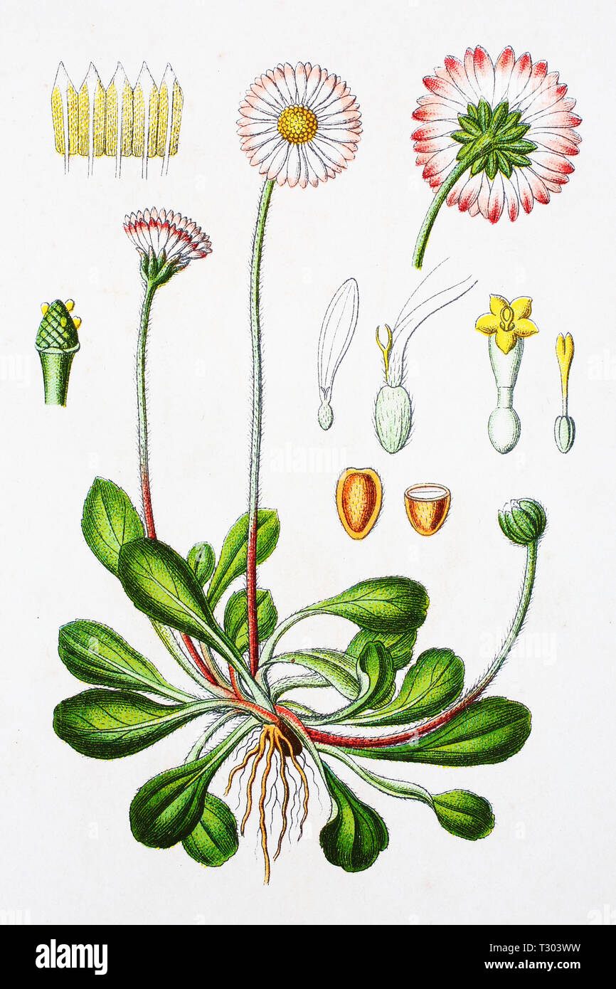 Digital improved reproduction of an illustration of, Bellis perennis, Gänseblümchen, from an original print of the 19th century Stock Photo