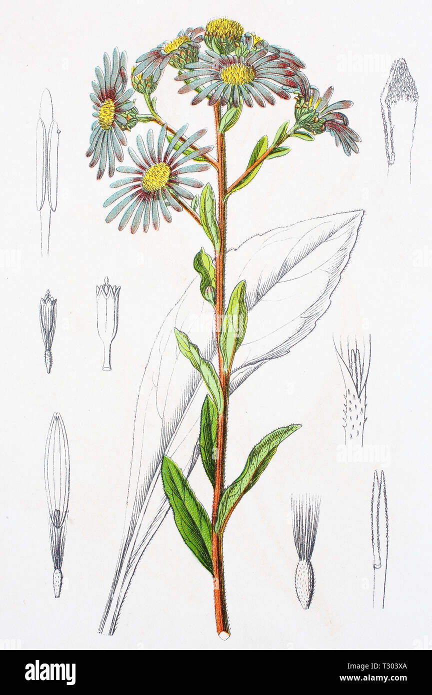 Digital improved reproduction of an illustration of, Aster amellus, Bergaster, Kalkaster, European Michaelmas-daisy, from an original print of the 19th century Stock Photo